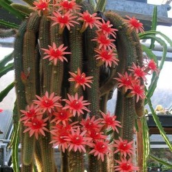 hildewintera-aureispina.jpg