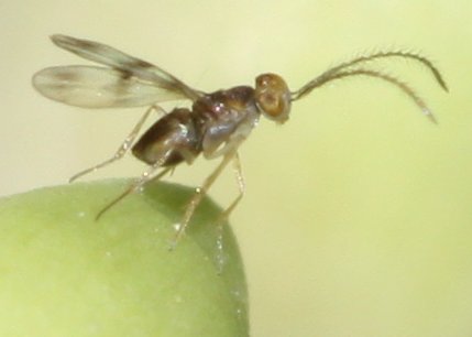 himenopteromaba.jpg