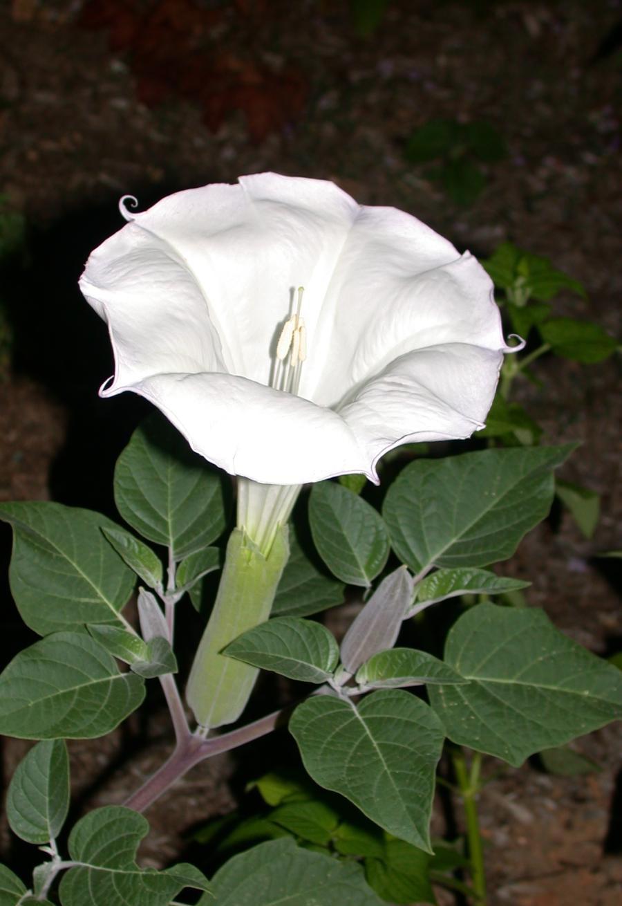 Hindu_Datura,_Indian_Apple,_Jimson_Weed,_Sacred_Datura,_Thorn_Apple_%28Datura_inoxia%29.jpg