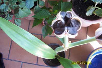 hip%20010.jpg