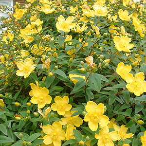 Hip%C3%A9rico_Hypericum_calycinum.jpg