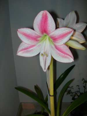 hipe-flor%2015.12.JPG