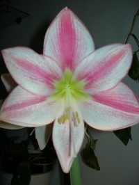 hipe-flor2%2015.12.JPG