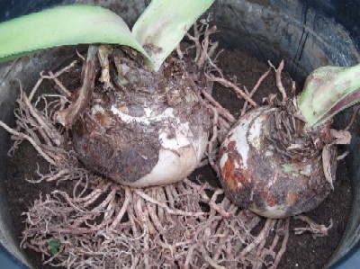hipeastrum-maceta.JPG