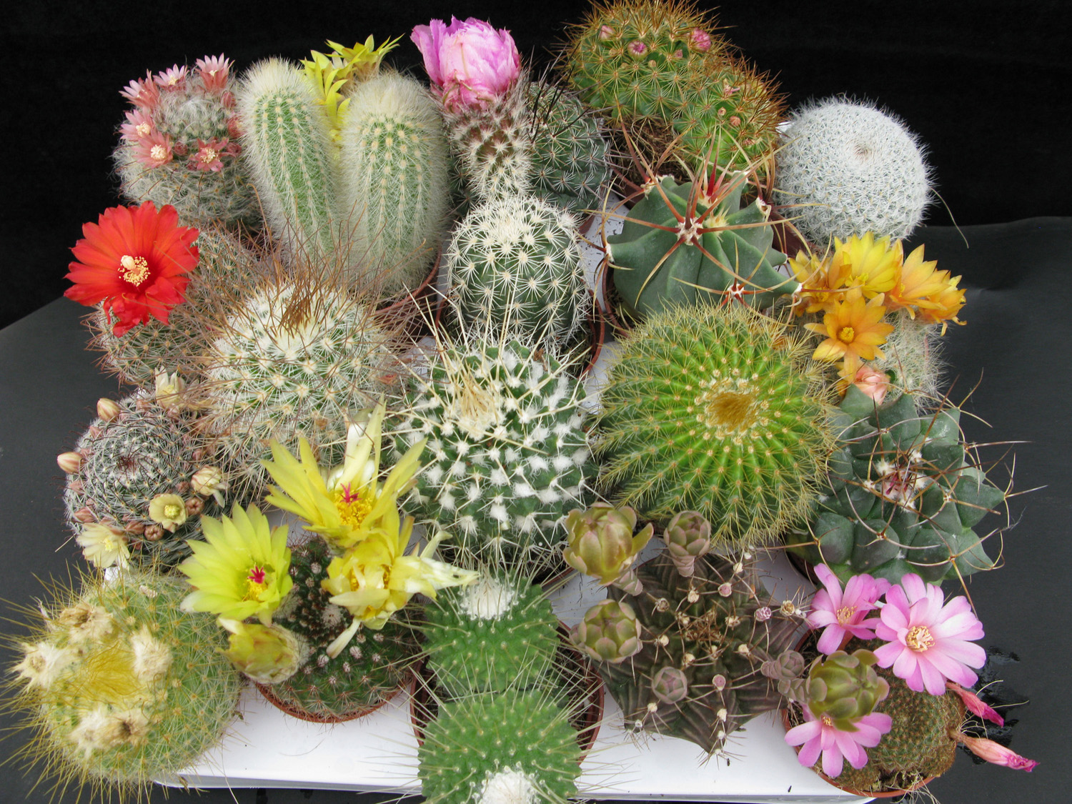 hipnosis_erickson_cactus_alcoholismo.jpg