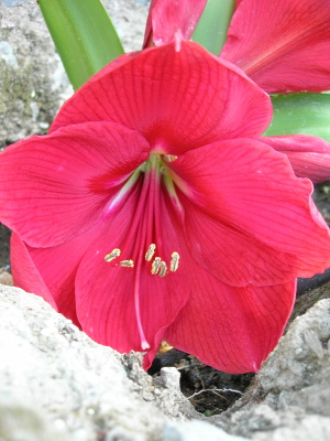 hippe_fucsia_flor_ok.JPG