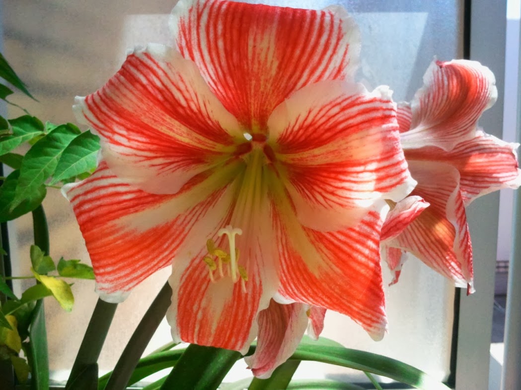 Hippeastrum+2.jpg