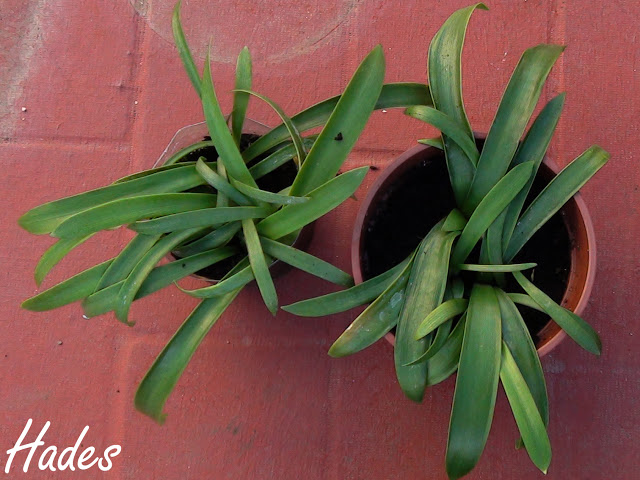 hippeastrum%2520bot%25C3%25A1nico%2520.jpg
