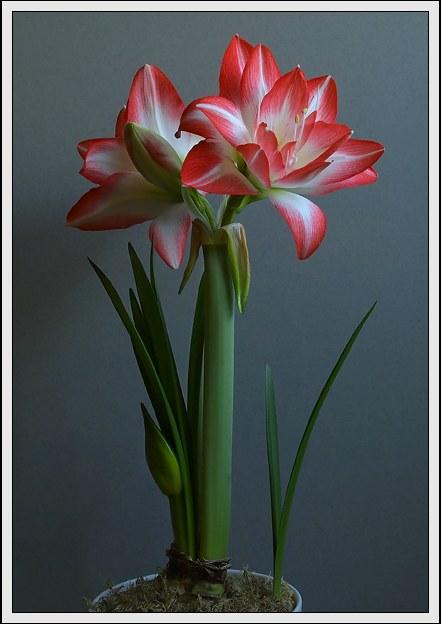 hippeastrum-8big.jpg