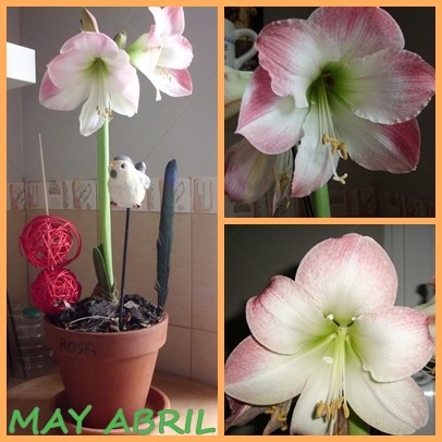 hippeastrum-apple-blossom.jpg