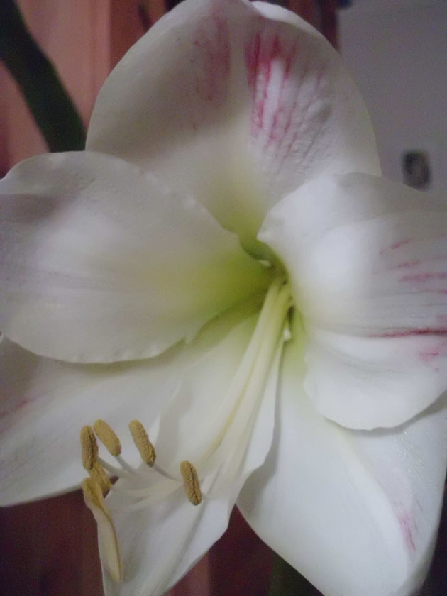 hippeastrum-blanco-con-trazas-aisladas-de-color-rosa.jpg