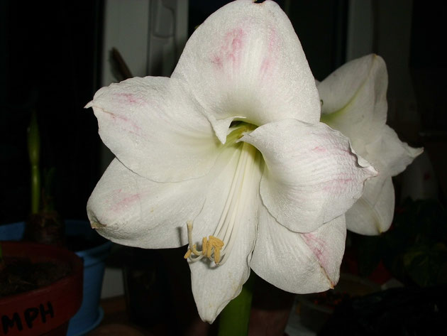hippeastrum-con-trazas-rosas-aisladas-sobre-fondo-blanco-white-people.jpg