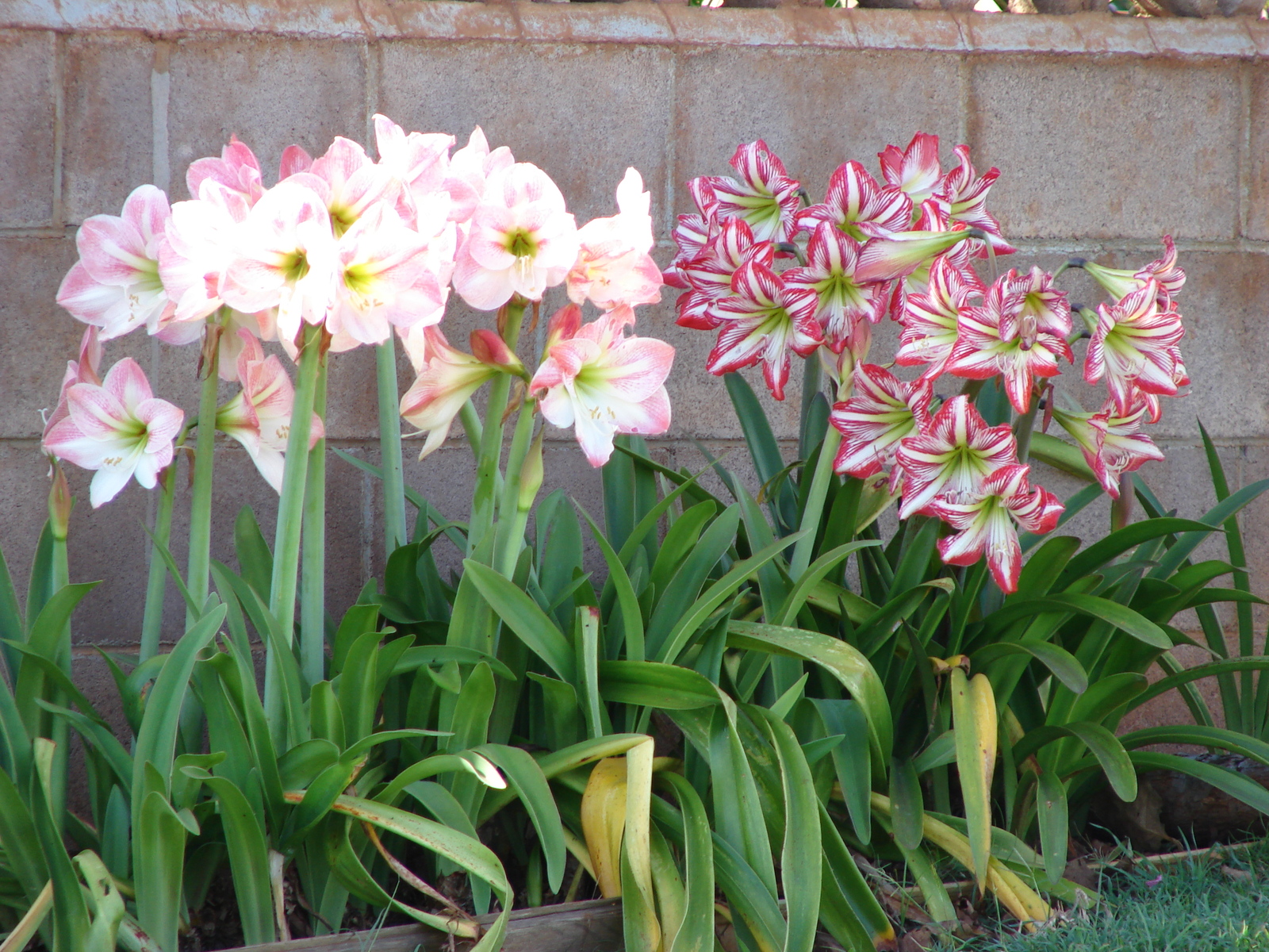 Hippeastrum-hybrids.jpg