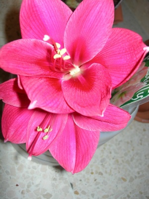 hippeastrum.JPG