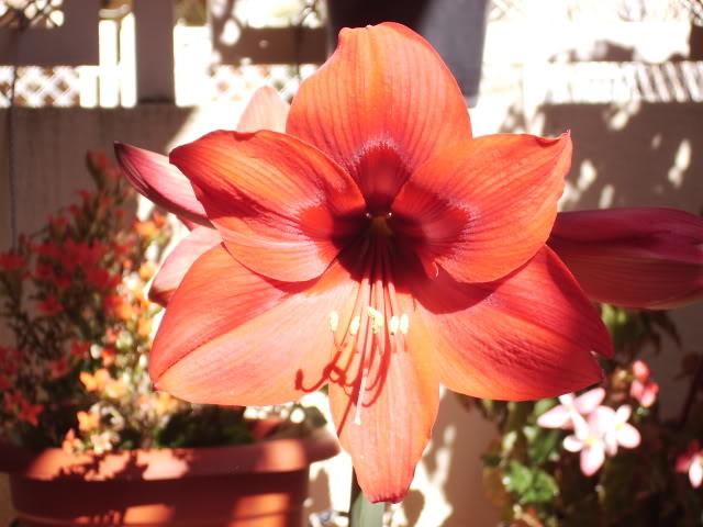 Hippeastrum.jpg