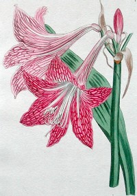 Hippeastrum-reticulatum.jpg