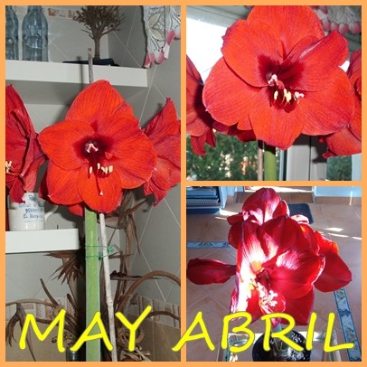 hippeastrum-rojo-ferrari.jpg