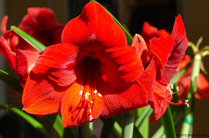 hippeastrum-royal-velvet.jpg