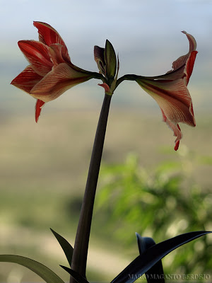 Hippeastrum-vittatumjpg.jpg