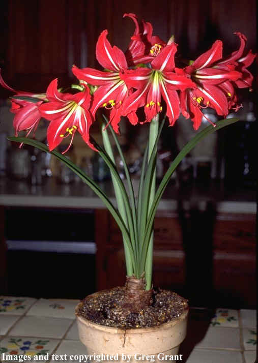 hippeastrum2.jpg
