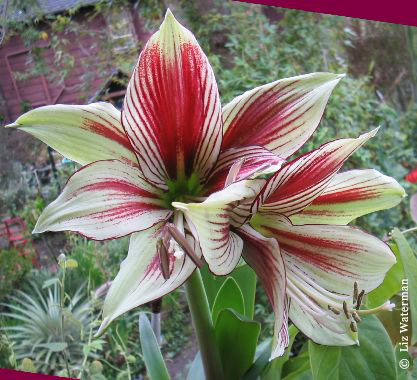 Hippeastrum_papilio_lw3.jpg
