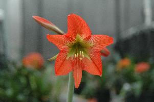 Hippeastrum_psittacinum_3014_s.jpg