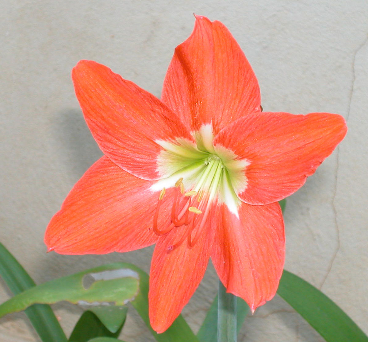 Hippeastrum_puniceum.jpg
