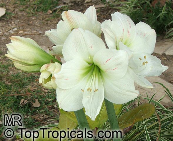 Hippeastrum_sp0312.jpg