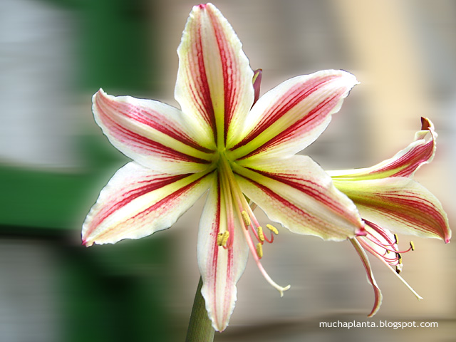 Hippeastrum_x_vittatum_papilio.jpg