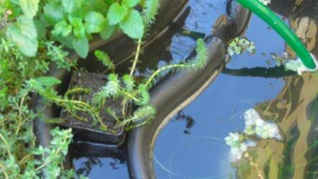 hippurisysalvinia.jpg