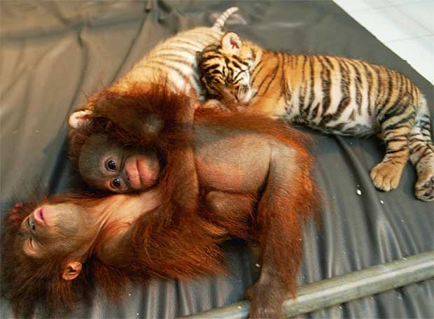 historia_amor_animal.jpg