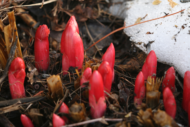 Hiver2013-04179867_zps76b51cd8.jpg