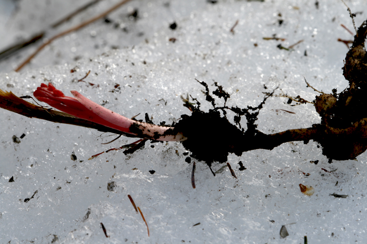 Hiver2013-04179868_zps0c9f61e7.jpg