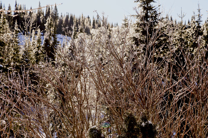 hiver2014_1.jpg