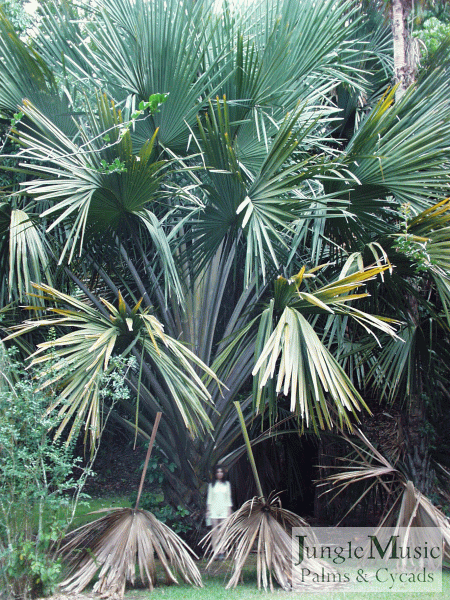HJD-corypha_umbraculifera05.GIF