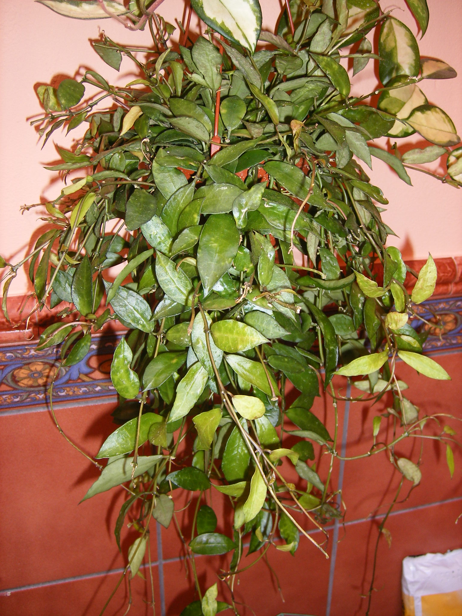 HLkLACUNOSA2Sb.jpg