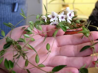 Hmicrophylla.jpg