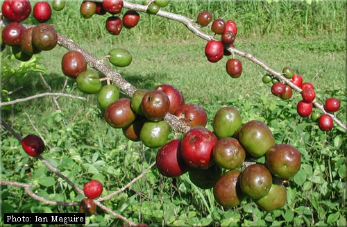 hog-plum-lg.jpg