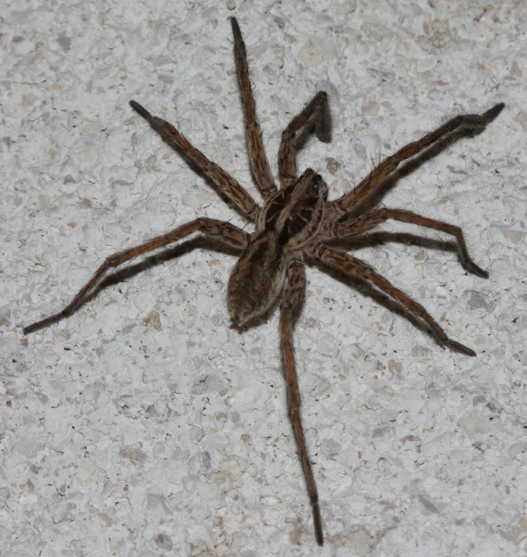 Hogna%20radiata.jpg