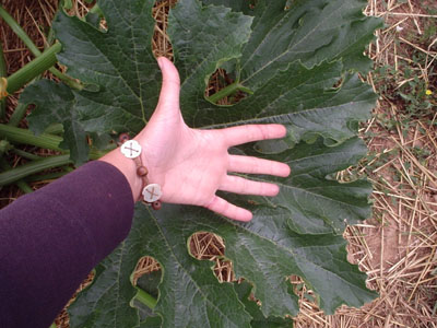 hoja%20calabacin.JPG