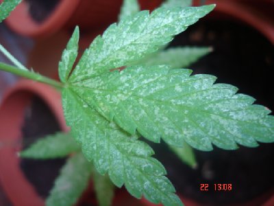hoja%20con%20marcas%20de%20trip%20o%20ara%C3%B1a%20roja.jpg