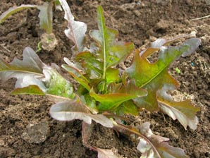 hoja%20de%20roble.jpg