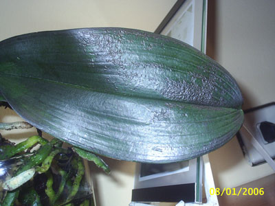 hoja%20enferma%203.jpg