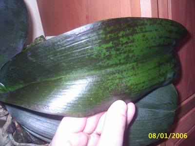 hoja%20enferma.jpg
