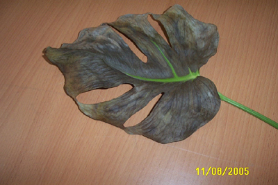 HOJA%20MAGDA%20011.jpg