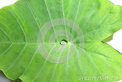hoja-del-caladium-en-color-verde-44827113.jpg
