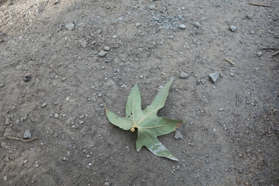 hoja+estampada1.jpg