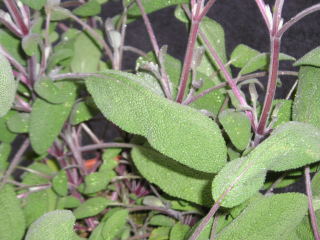 hoja.jpg