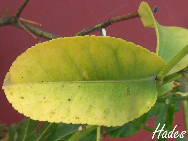 hoja.jpg