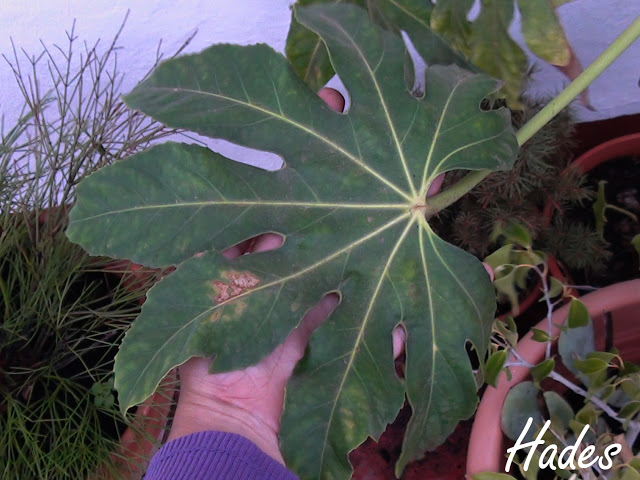 hoja.jpg